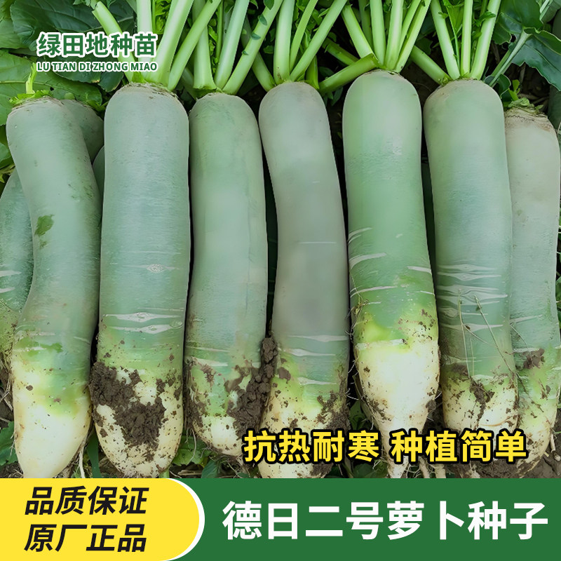 德日二号萝卜种子水果青萝卜种籽