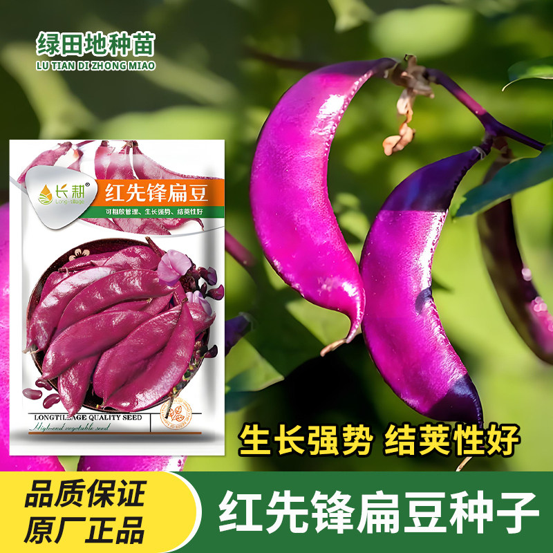 红先锋扁豆种子摘不败红眉豆