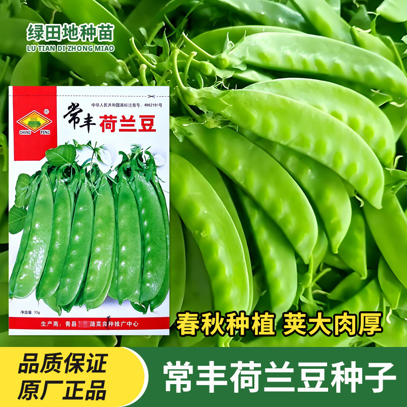 常丰荷兰豆种子春秋蔬菜籽