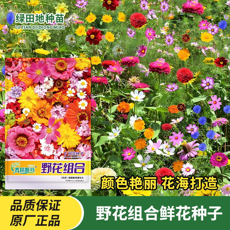 野花组合鲜花种子花卉种子