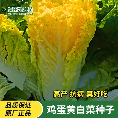 鸡蛋黄奶油大白菜种子