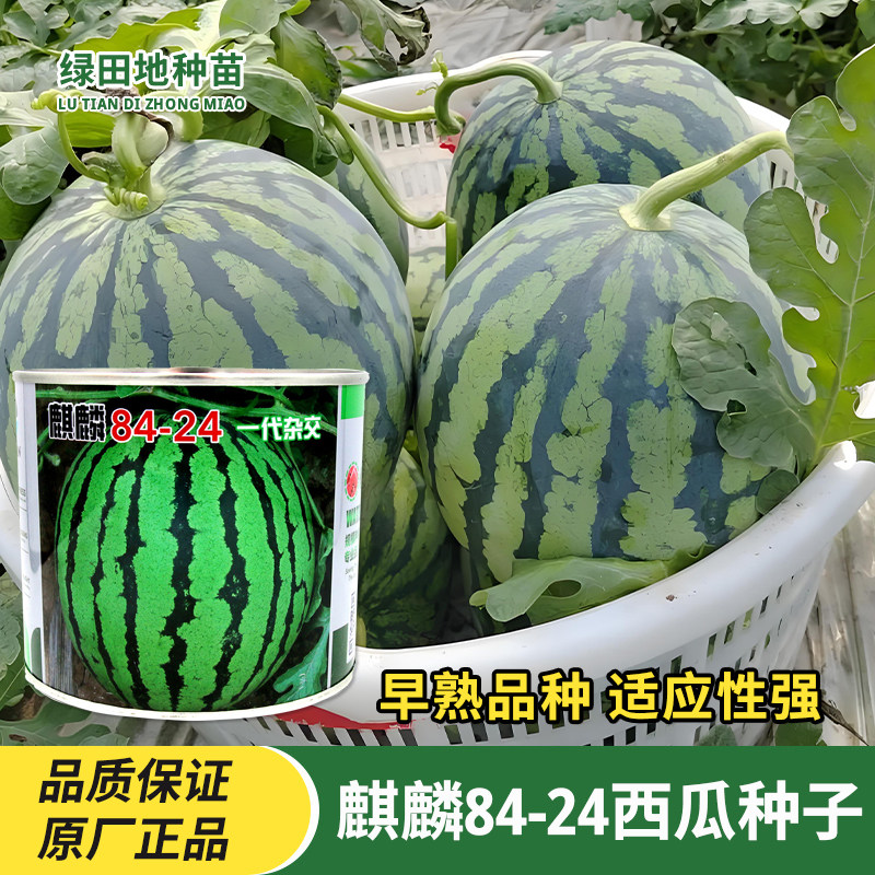 盈优麒麟84-24西瓜种子