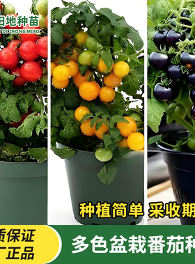 盆栽小番茄种子红色黄色黑色西红柿樱桃圣女果四季播阳台蔬菜种子