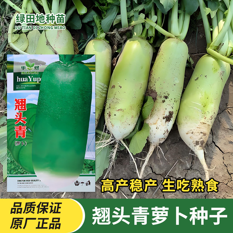 华煜翘头青萝卜种子水果青萝卜