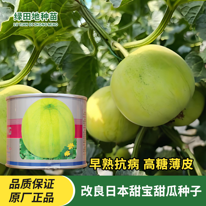 改良精纯日本甜宝甜瓜种子