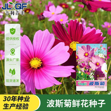 波斯菊鲜花种子春秋播种易活草籽家庭园艺种籽阳台庭院盆栽花卉种