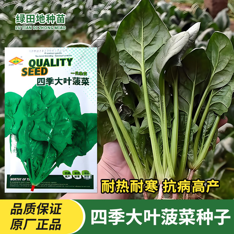 四季大叶菠菜种子耐热耐寒