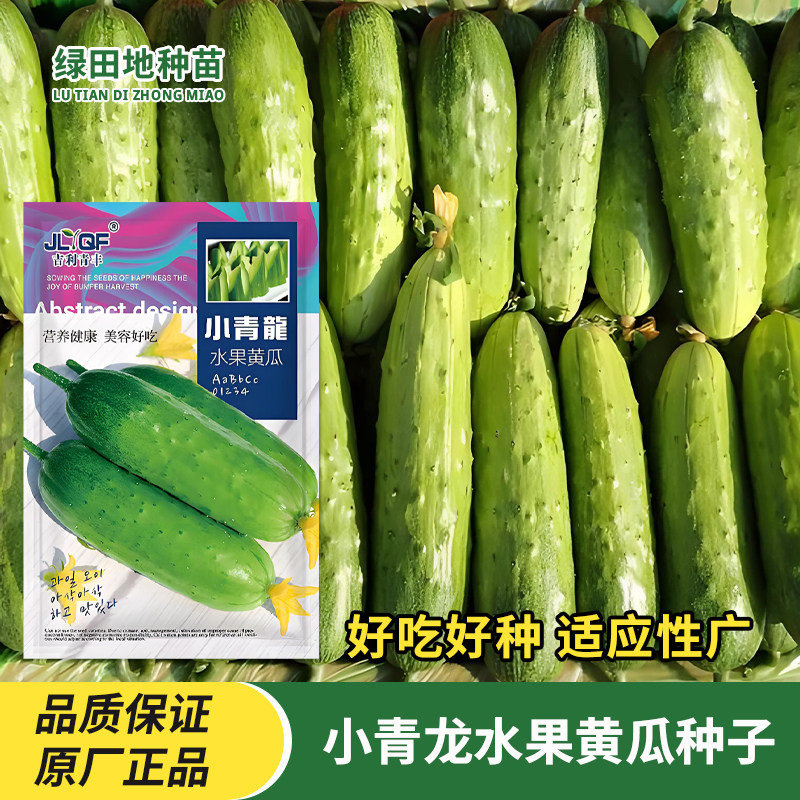 小青龙水果黄瓜种子四季早熟节节瓜高产地载阳台盆栽农家蔬菜种子