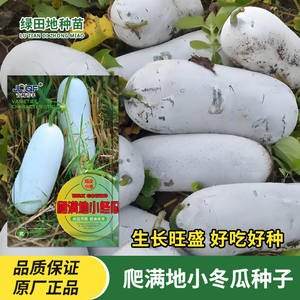 爬满地小冬瓜种子不搭架