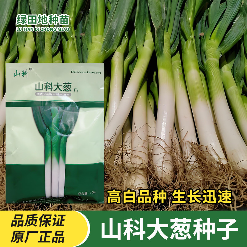 山科大葱种子山东章丘铁杆大葱