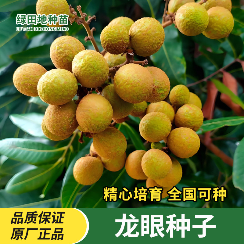 龙眼种子桂圆种子高产果实多果粒大耐寒品种果蔬种籽果树水果种子