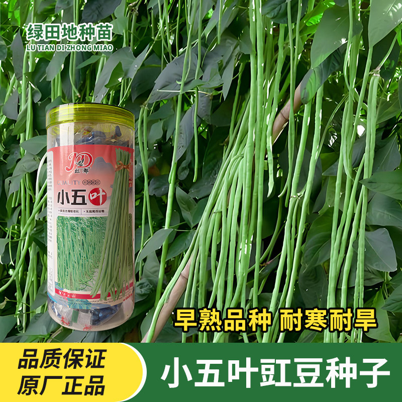 豇都小五叶豇豆种子长豆角种子