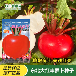 东北大红丰萝卜种子大圆红萝卜种籽灯笼红红皮水萝卜田园蔬菜种子