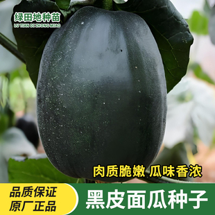 黑皮面瓜种子黑皮甜香瓜黑面瓜香瓜春季秋季田园家庭瓜果水果种子