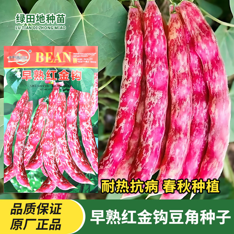 早熟红金钩油豆种子蔬菜种籽