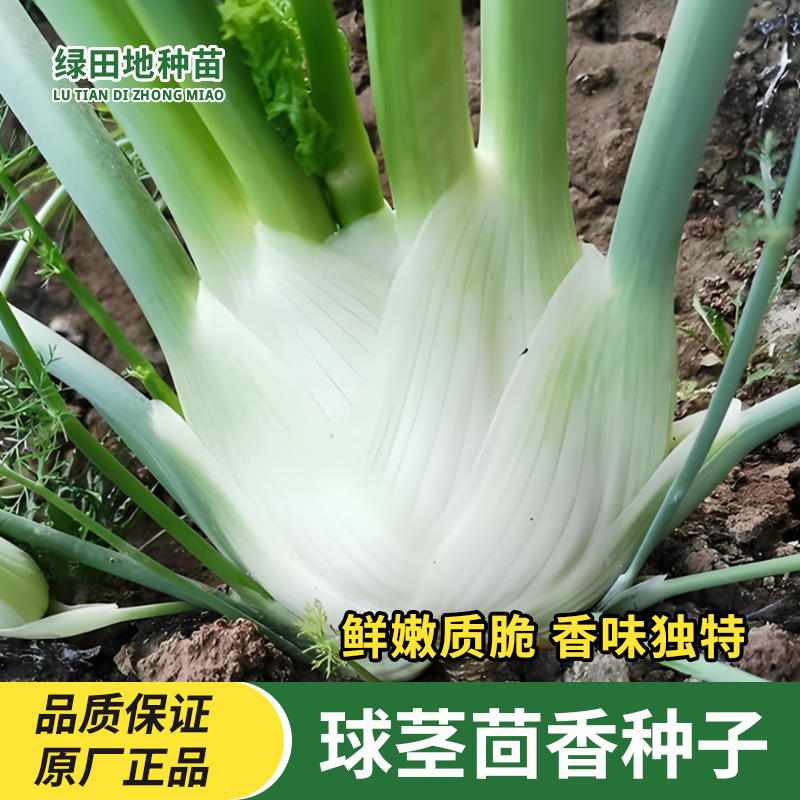 球茎茴香种子结球小茴香籽