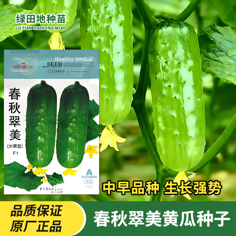 春秋翠美水果黄瓜种子