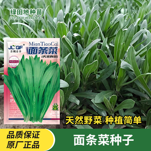面条菜种子野菜春季秋季冬季四季高产田园特色蔬菜种子种孑菜种籽