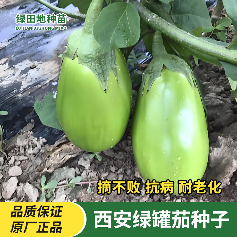 绿茄种子青茄绿皮种子绿罐茄种早熟茄子种籽绿色茄子高产蔬菜种子