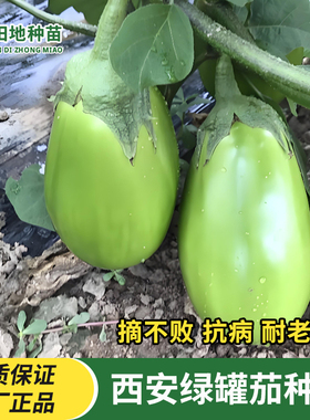 绿茄种子青茄绿皮种子绿罐茄种早熟茄子种籽绿色茄子高产蔬菜种子