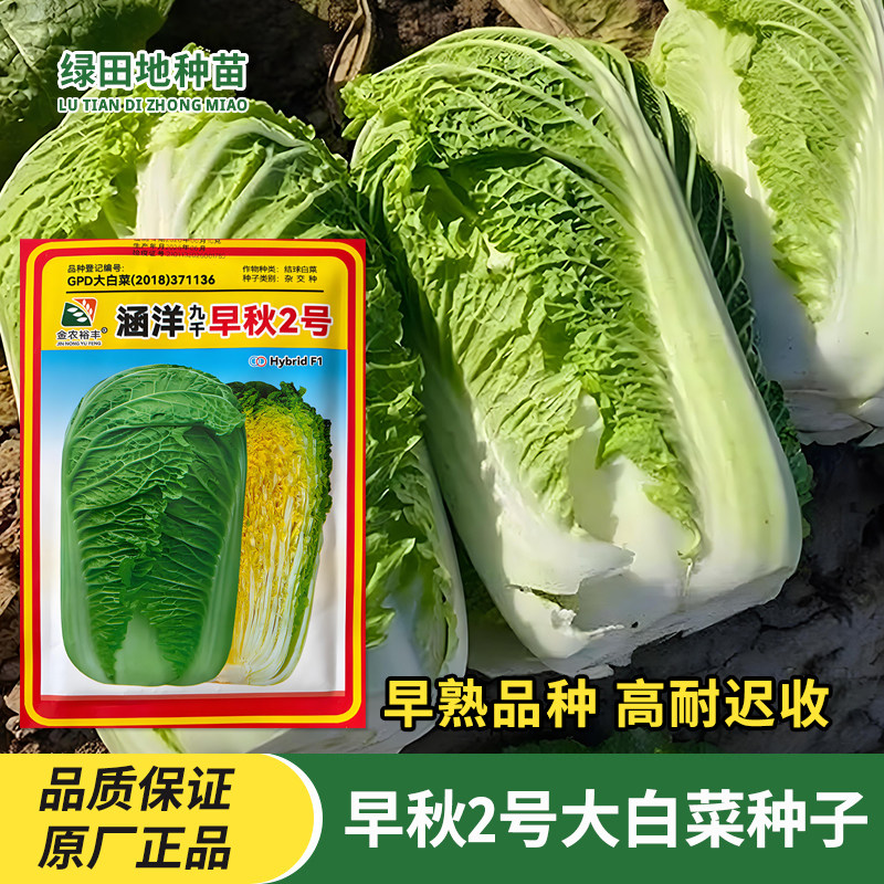 涵洋九千早秋2号大白菜种子