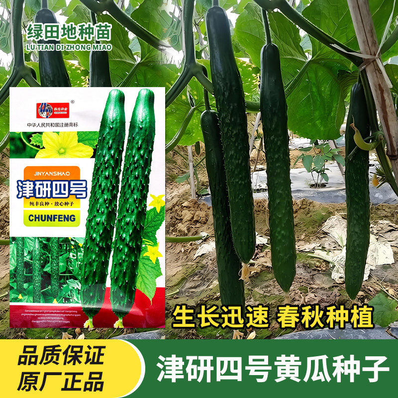 韩育津研四号黄瓜种子