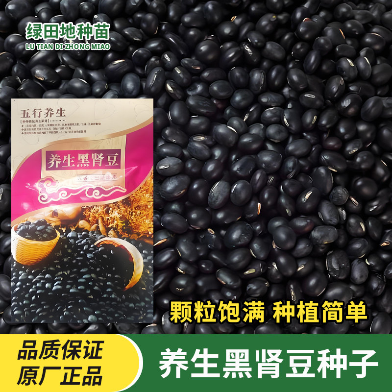 黑肾豆种子豆角蔬菜种子