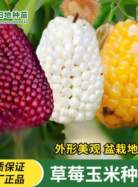 草莓玉米种子奶油菠萝玉米