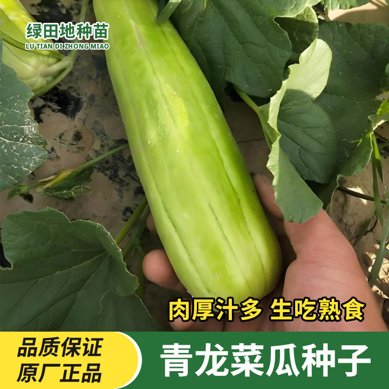 青龙菜瓜种子脆瓜种子