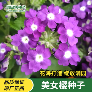 美女樱种子五色绣球花种子盆栽庭院阳台室内易种花卉种籽四季播种