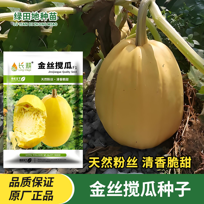 长耕金丝搅瓜种子绞瓜种子天然粉丝南瓜籽黄金瓜四季瓜果蔬菜种孑