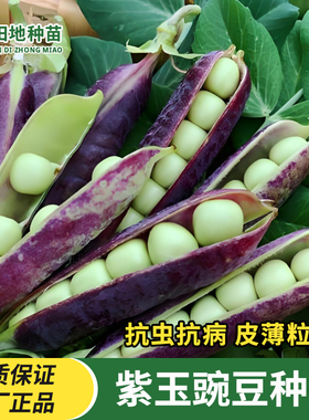 紫玉豌豆种子紫色豌豆种籽脆甜可生吃甜豌豆早熟高产四季蔬菜种子