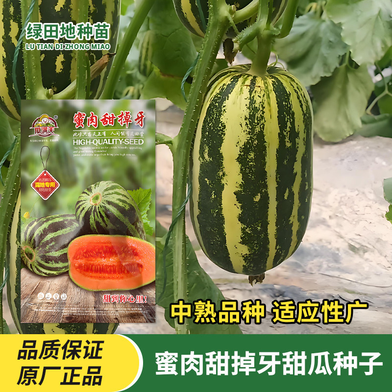 瓜满天蜜肉甜掉牙甜瓜种子