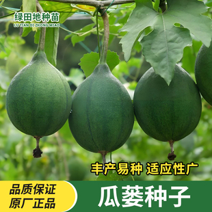 瓜蒌种子大果野生瓜蒌食用干净无杂庭院田园农家爬藤吊瓜栝楼种子