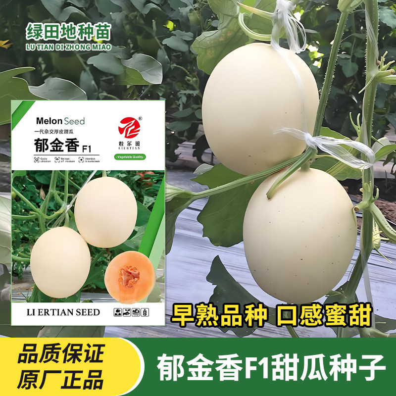 郁金香F1甜瓜种子水果种子籽
