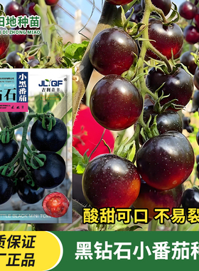 黑钻石黑色樱桃番茄种子西黑柿种籽春秋四季阳台盆栽水果蔬菜种子