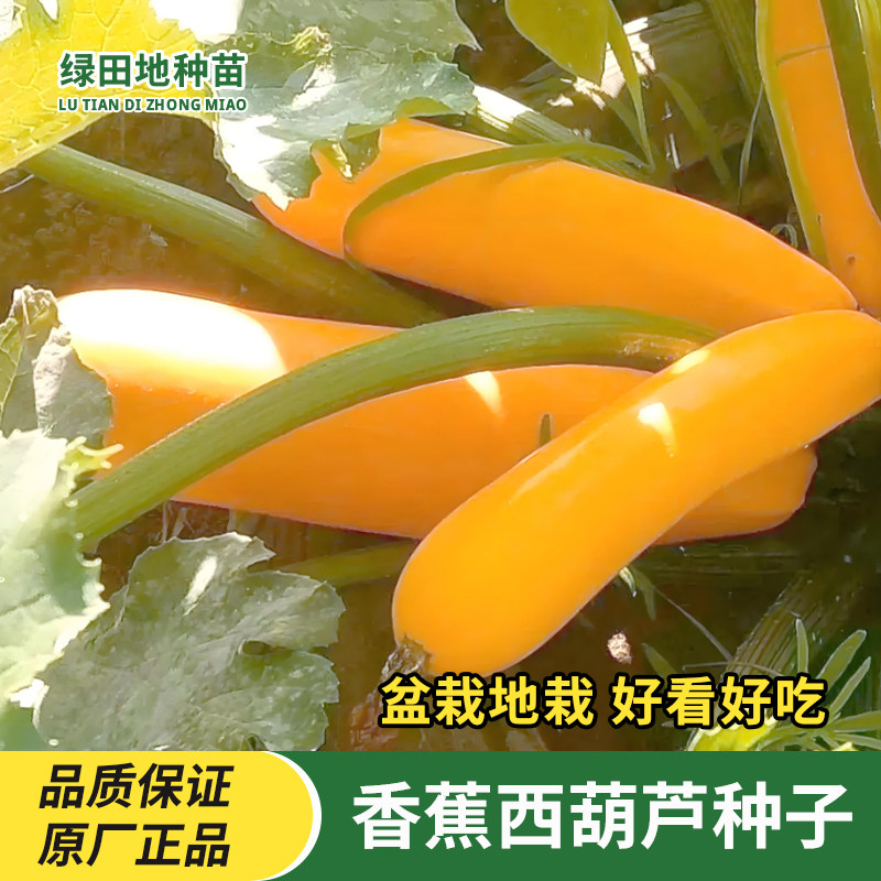 香蕉西葫芦种子黄皮长棒形水果种子四季种植早熟短蔓矮生蔬菜种子