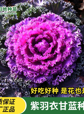 紫色羽衣甘蓝种子四季蔬菜种子耐寒可观赏可食用营养丰富阳台盆栽