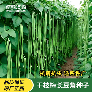 干枝梅豆角种子特长豇豆种籽春季秋季四季易种植庭院田园蔬菜种子