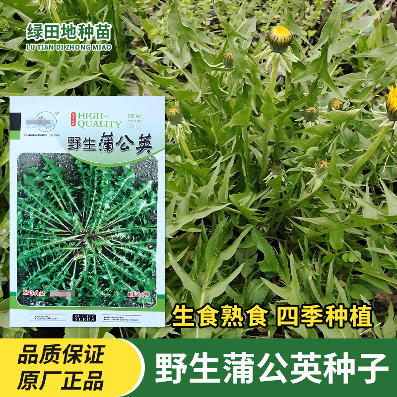 中研野生蒲公英种子婆婆丁