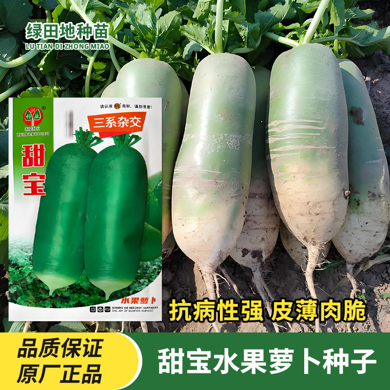 科益甜宝水果萝卜种子