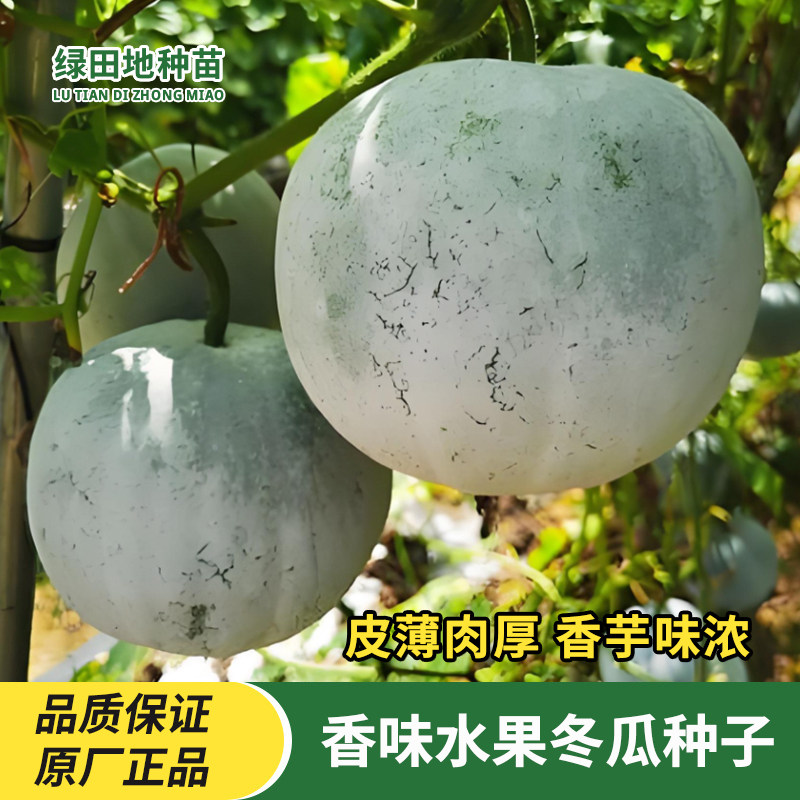 香芋小冬瓜种子圆宝冬瓜