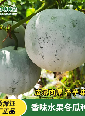 香芋小冬瓜种子圆宝冬瓜