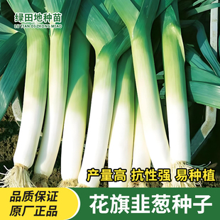 花旗韭葱种子蒜苗大蒜胡葱洋蒜苗耐寒耐旱香葱四季播特色蔬菜种子