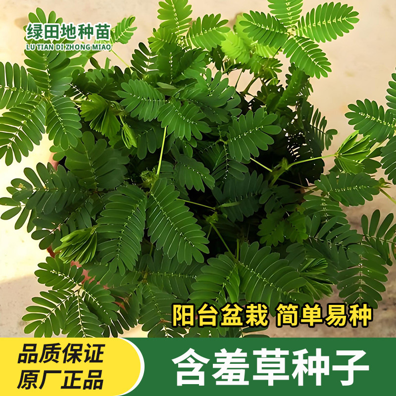 含羞草种子室内外阳台盆栽