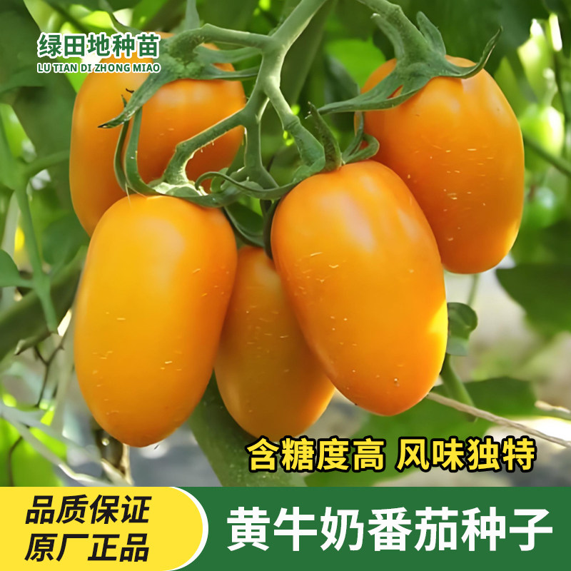 黄牛奶小番茄种子黄圣女果种籽高产小西红柿种籽盆栽瓜果水果种子