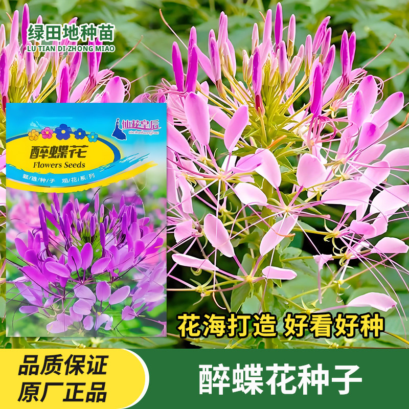 醉蝶花种子四季鲜花花卉种子