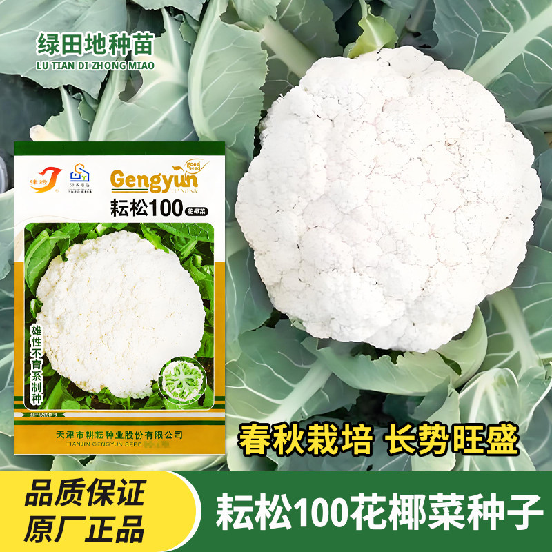 津耘耘松100花椰菜种子