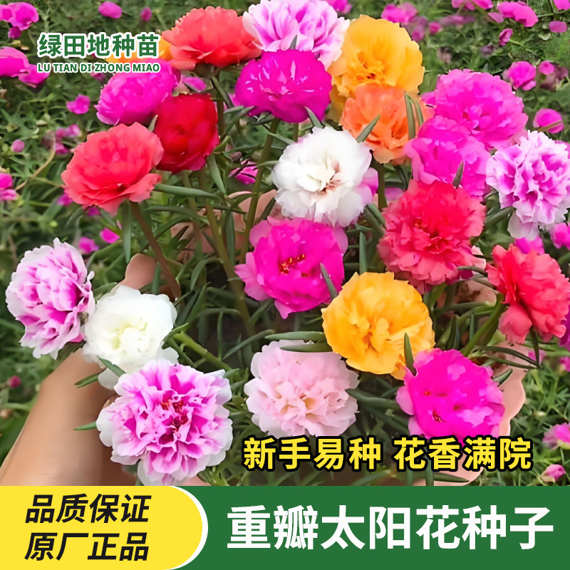 重瓣太阳花种子网红太阳花种籽四季种植阳台盆栽易种鲜花花卉种子