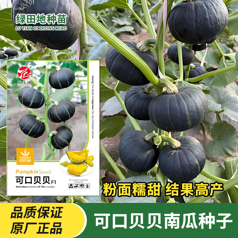 可口贝贝南瓜种子迷你南瓜